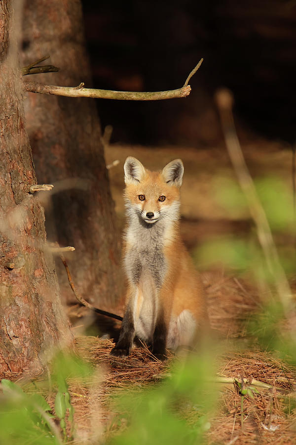 Red Fox #4 Photograph by Brook Burling