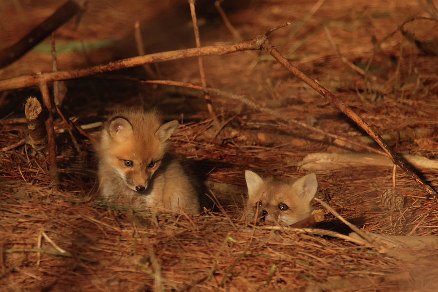 Red Fox Kit #3 Photograph by Brook Burling