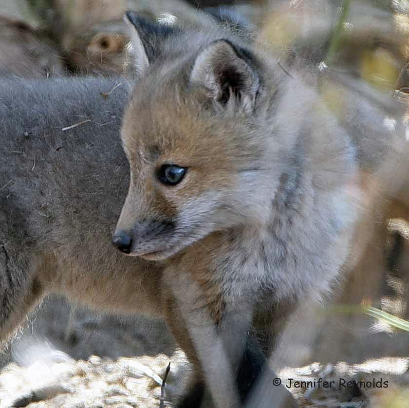 Red Fox Kit #3 Photograph by Jennifer Reynolds - Fine Art America