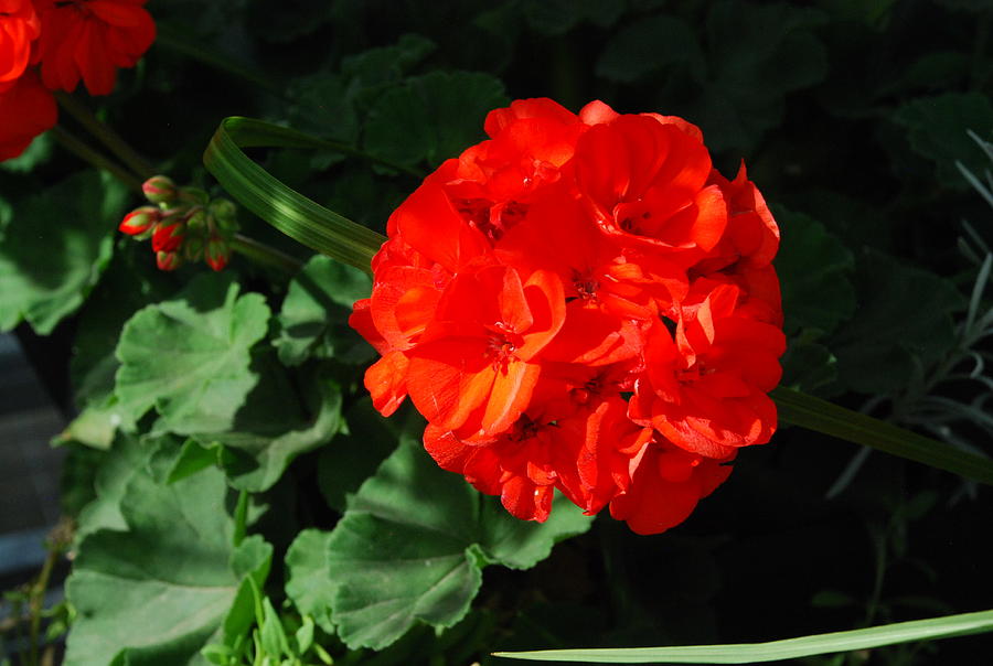 Red Geraniums Photograph by Ee Photography