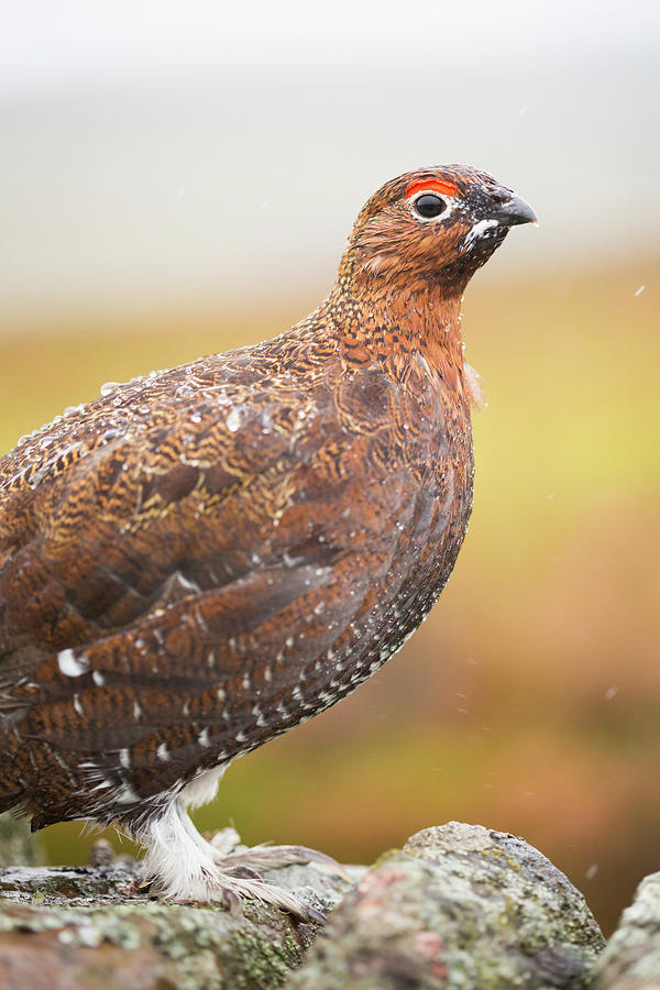 Red Grouse on a dry stone wall in the rain Photograph by Anita Nicholson