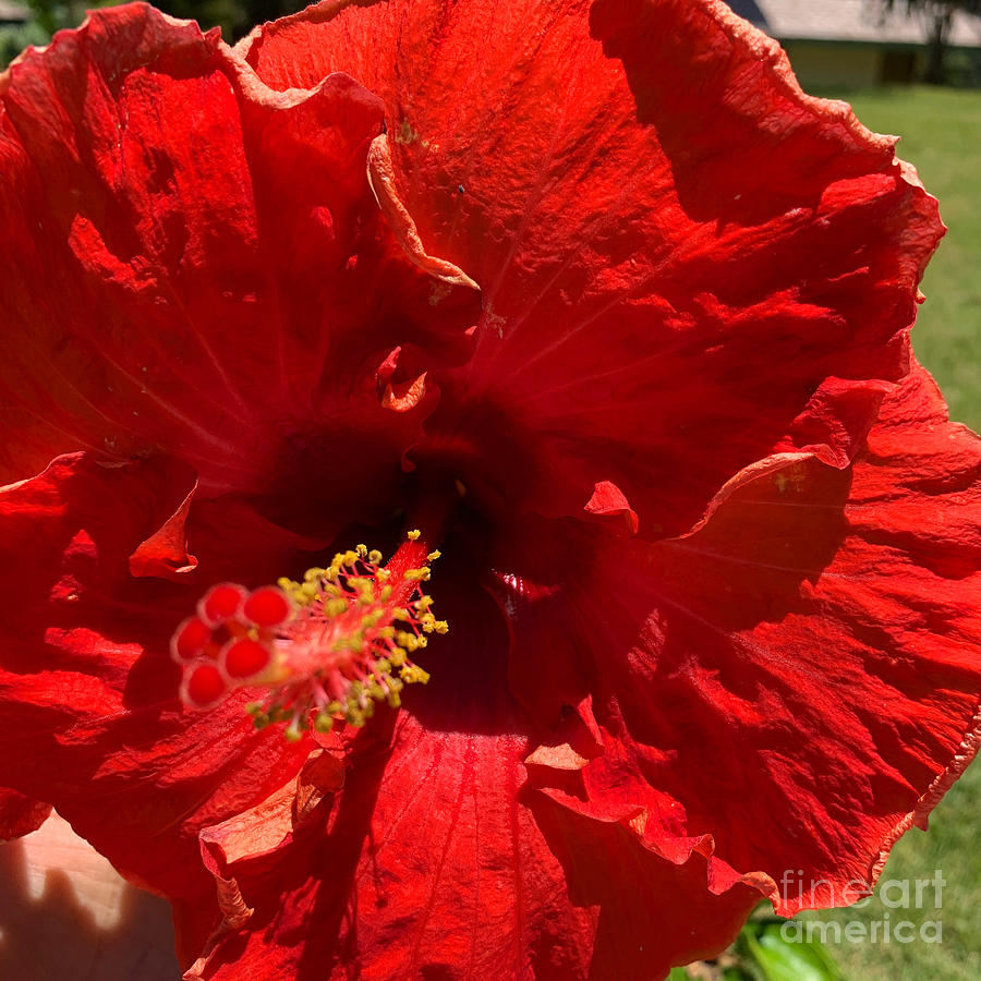 Red Hibiscus Photograph - Red hibiscus  #3 by Dorota Nowak