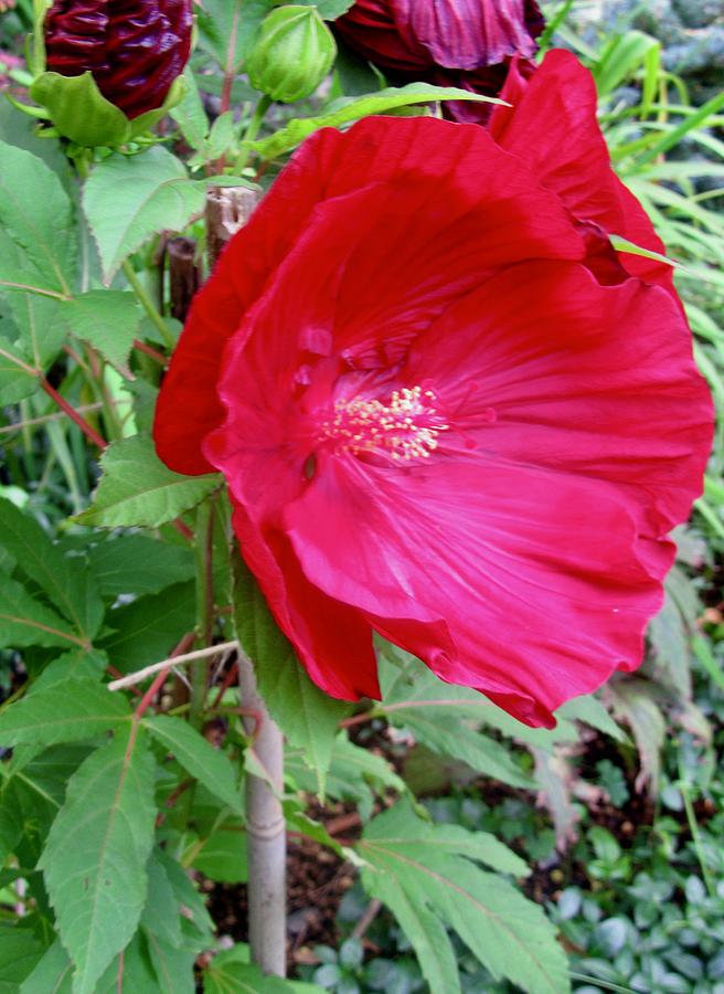 Red Hibiscus Photograph By Stephanie Moore Fine Art America