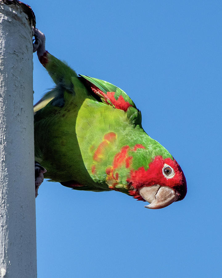 Red-masked Parakeet #4 Photograph by Ken Stampfer