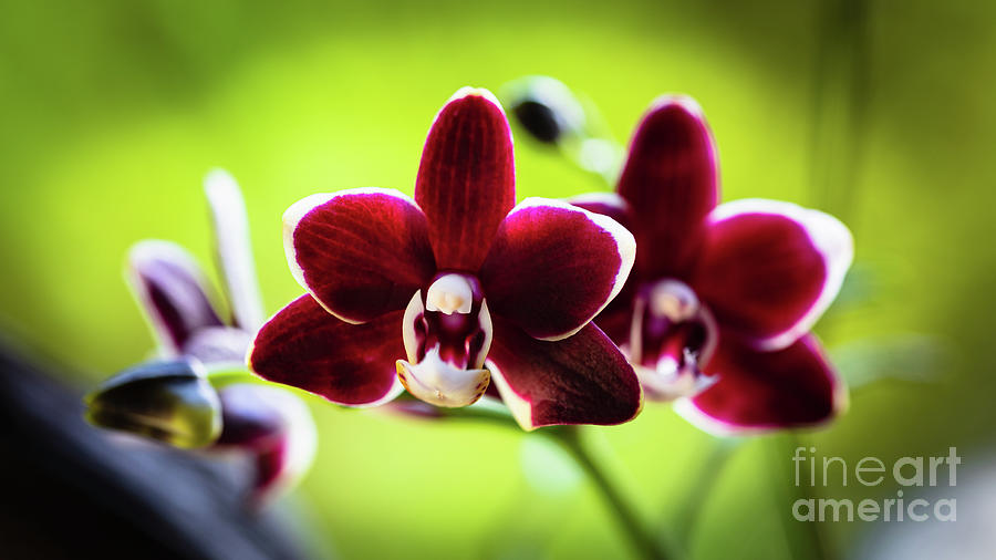 Red Orchid Flower Photograph by Raul Rodriguez
