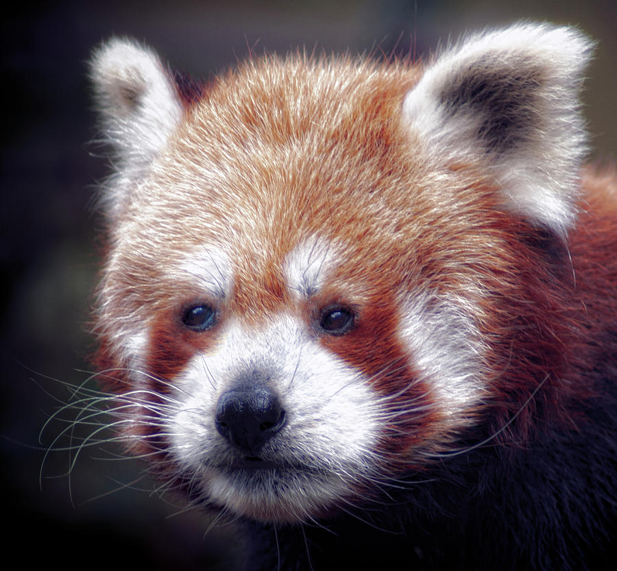 Red Panda Photograph by Chris Boulton