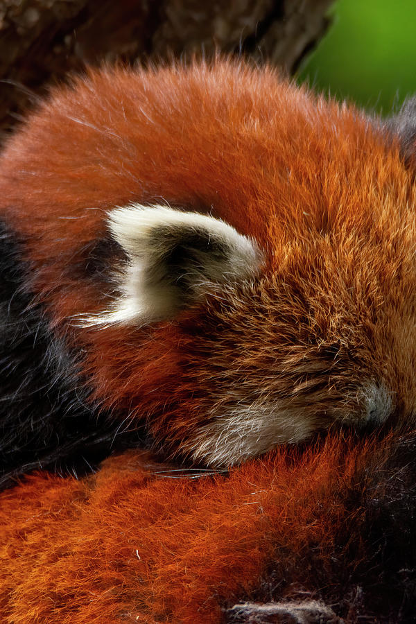 Red Panda #3 Photograph by Kuni Photography