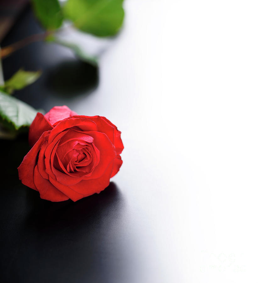 Red Rose on black and white background Photograph by Jelena Jovanovic