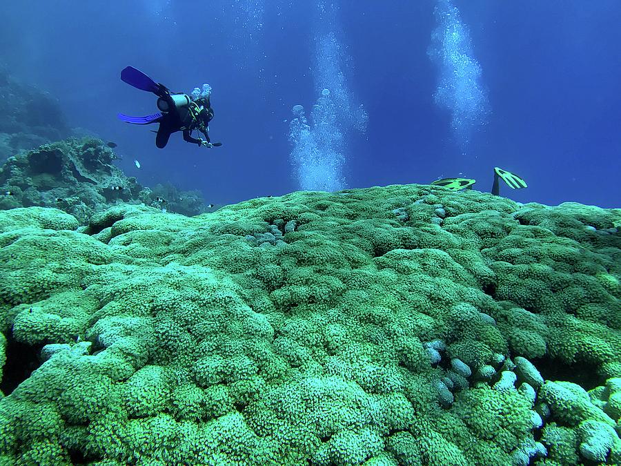 Red Sea Coral Reef Photograph