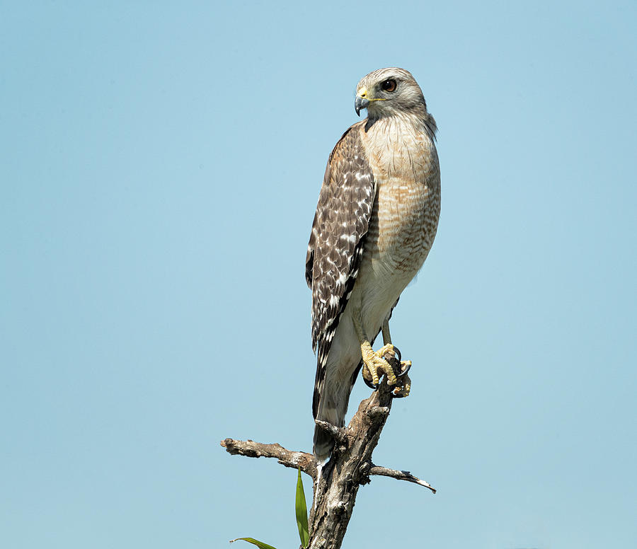 Red Shouldered Hawk #3 Photograph by Fran Gallogly
