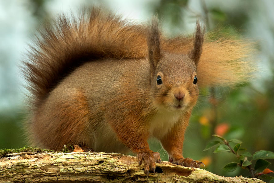 Red Squirrel #3 Photograph by Gavin MacRae