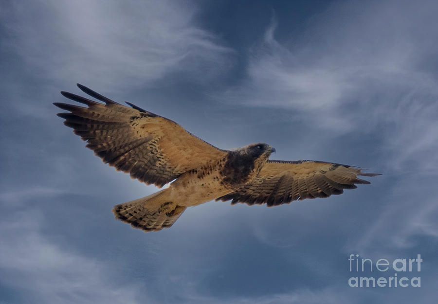 Red-Tailed Hawk in Flight #3 Photograph by Steven Krull