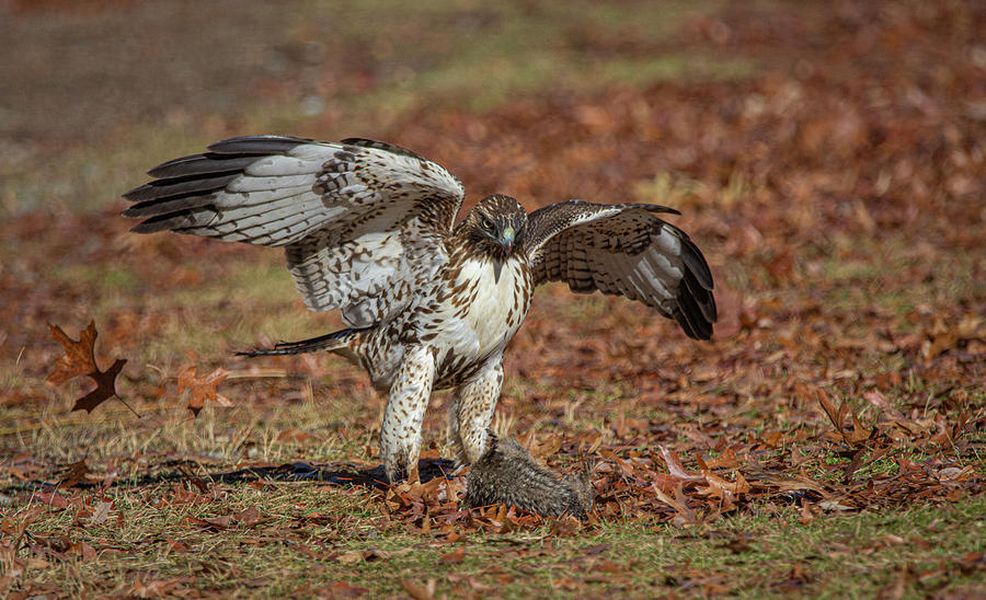Red Tailed Hawk #3 Photograph by Rick Mosher