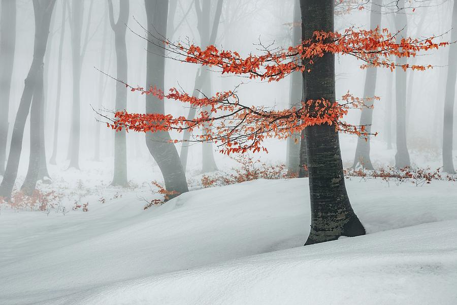 Red tree in winter foggy forest #3 Photograph by Toma Bonciu