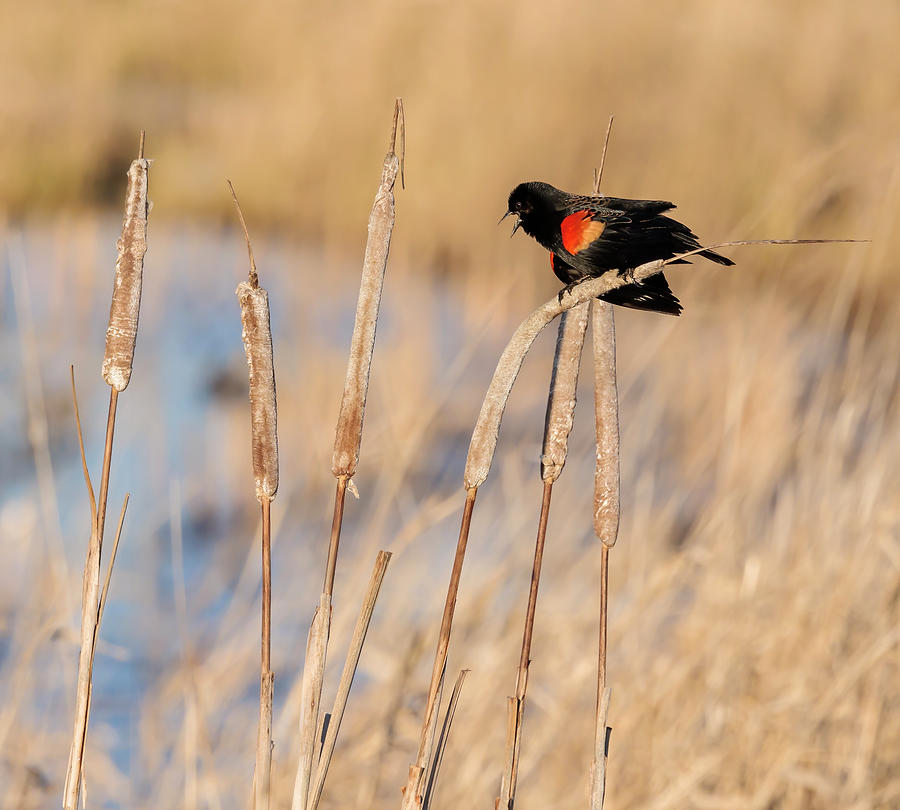 Blackbird Photograph - Red Winged Blackbird #3 by Angie Vogel