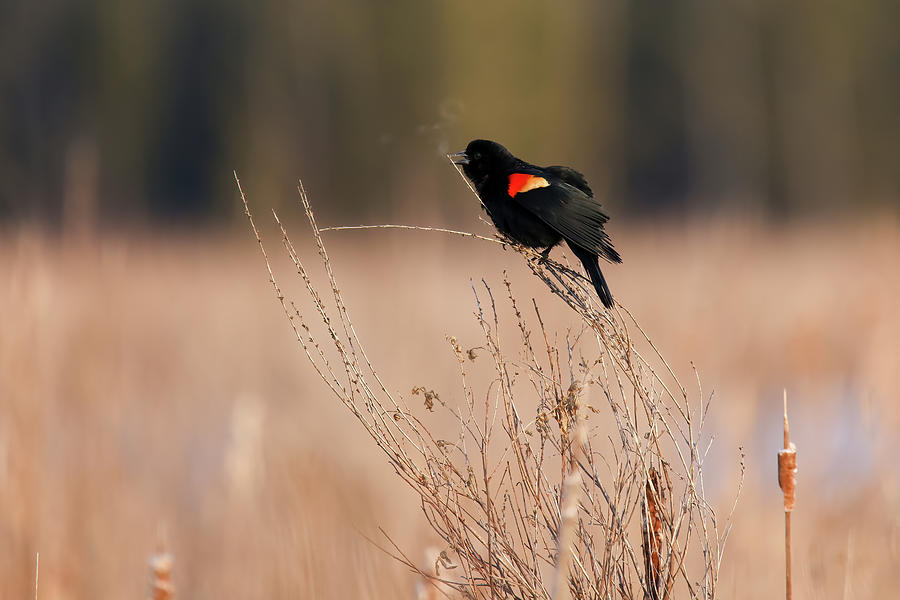 Red Winged Blackbird #3 Photograph by Brook Burling