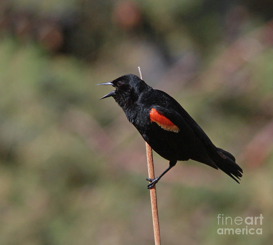 Red-winged Blackbird #3 Photograph by Gary Wing