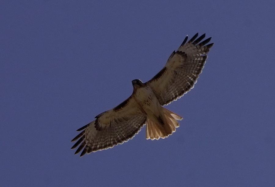 Redtail Hawk #3 Photograph by Dennis Boyd