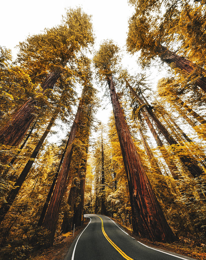 Redwood Forest In California #3 Photograph by Franckreporter