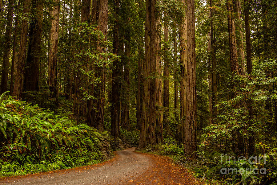 Redwoods #3 Photograph by Billy Bateman
