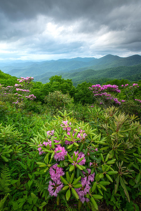 Rhododendron along the Blue Ridge Parkway 3 Photograph by JW