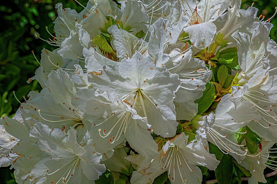 Rhododendron Photograph