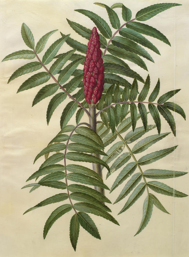 Still Life Painting - Rhus typhina #3 by Johannes Simon Holtzbecher