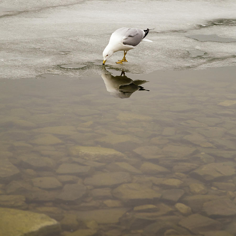 Ring-billed Gull reflection #3 Photograph by SAURAVphoto Online Store