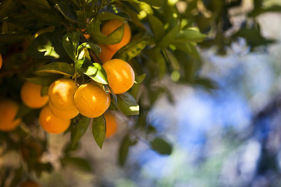 Ripe orange citrus grove #3 Photograph by Pgiam