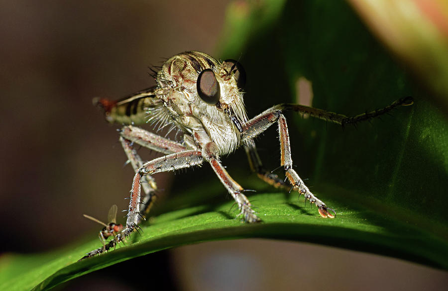 Robber Fly #3 Photograph by Larah McElroy