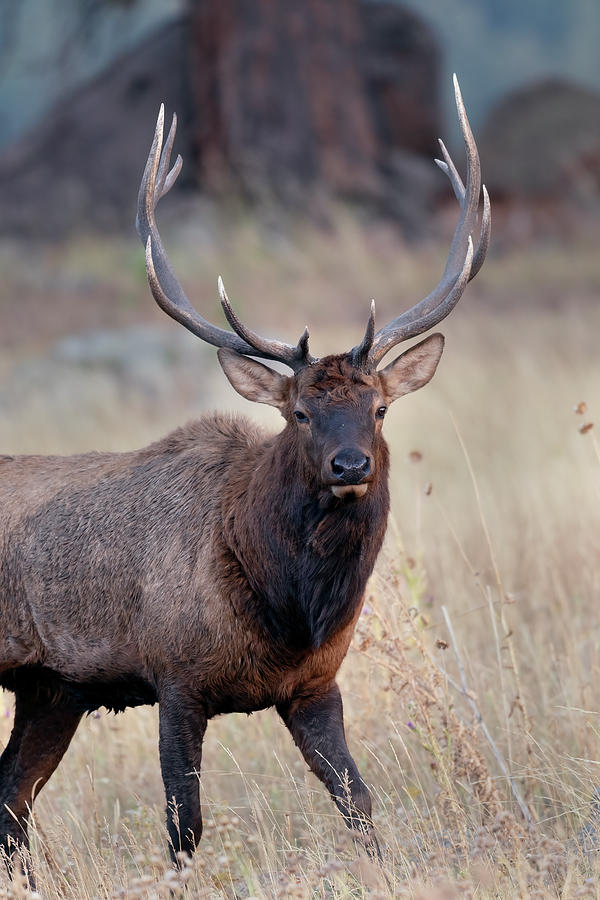 Rocky Mountain Bull Elk  #3 Photograph by Gary Langley