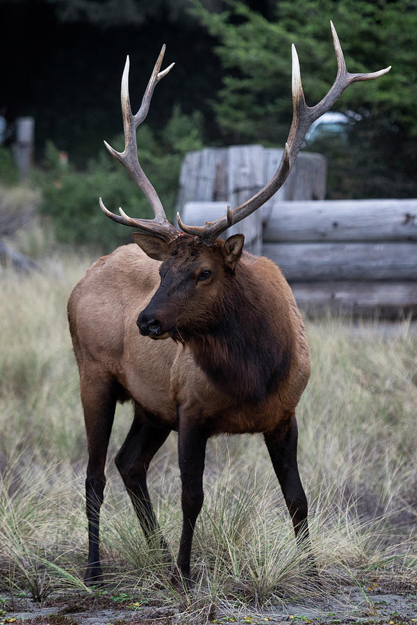 Roosevelt Elk Bull #4 Photograph by Rick Pisio