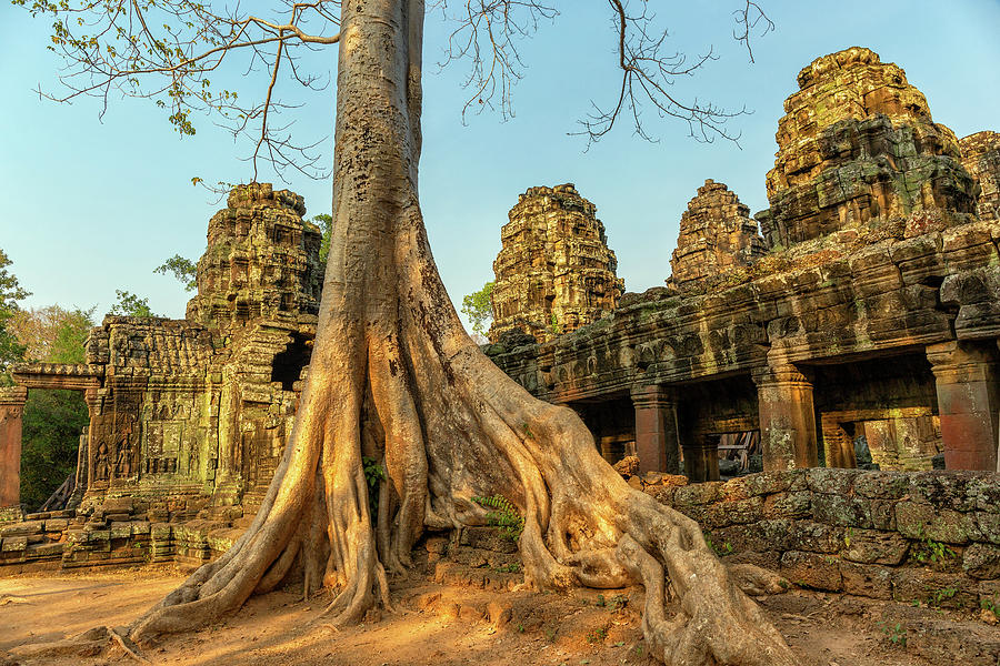 Roots covering the ruin of Ta Prohm temple #3 Photograph by Mikhail Kokhanchikov