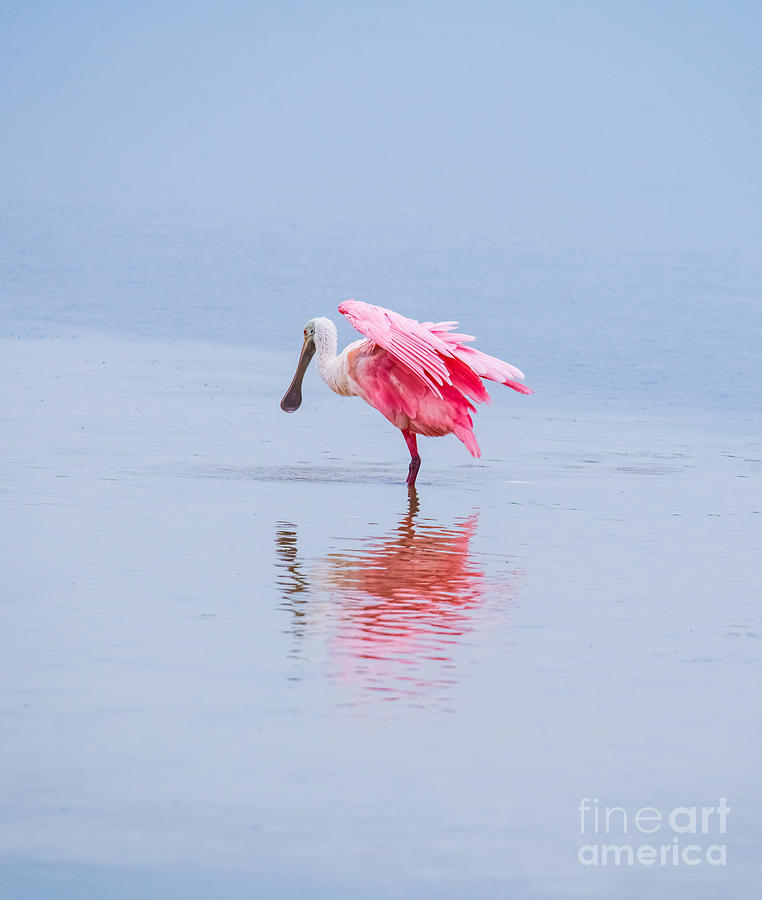 Roseate Spoonbill Photograph By Michael Oliver Fine Art America   3 Roseate Spoonbill Michael Oliver 