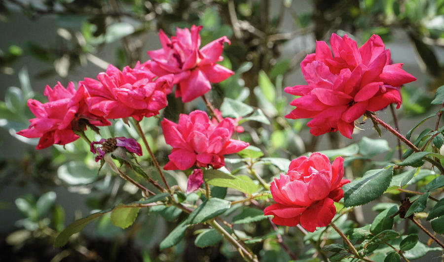 Roses Photograph by Jane Luxton | Fine Art America