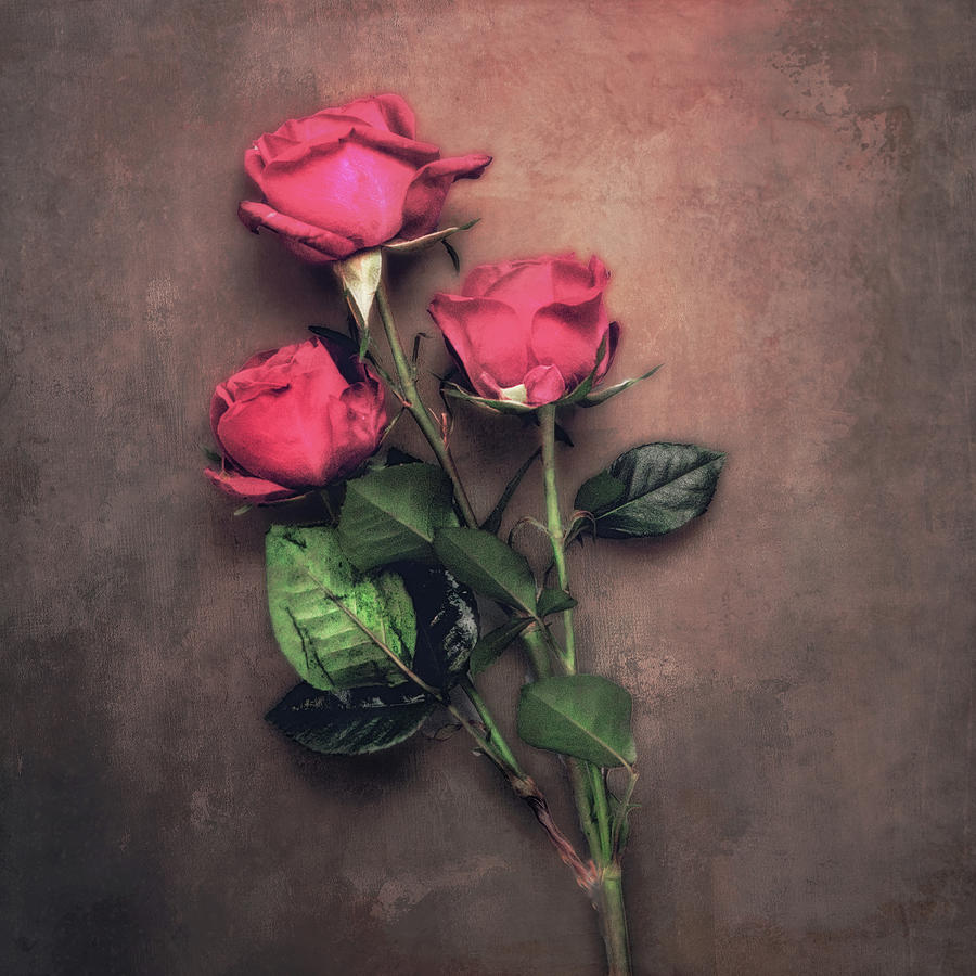 3 Roses Photograph by Steve Kelley