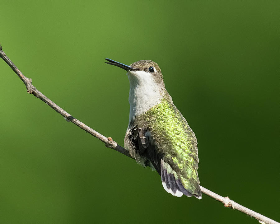 Ruby-throated Hummingbird #3 Photograph by CR Courson