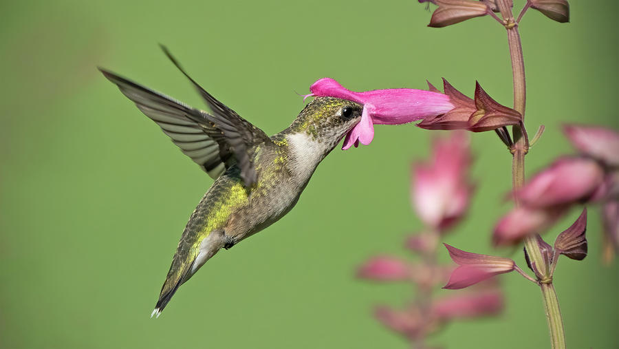 Ruby Throated Hummingbird #3 Photograph by Jack Nevitt