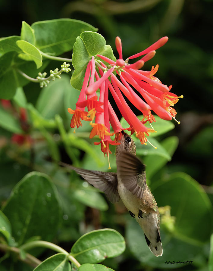 Ruby Throated Hummingbird #3 Photograph by Jeffrey PERKINS