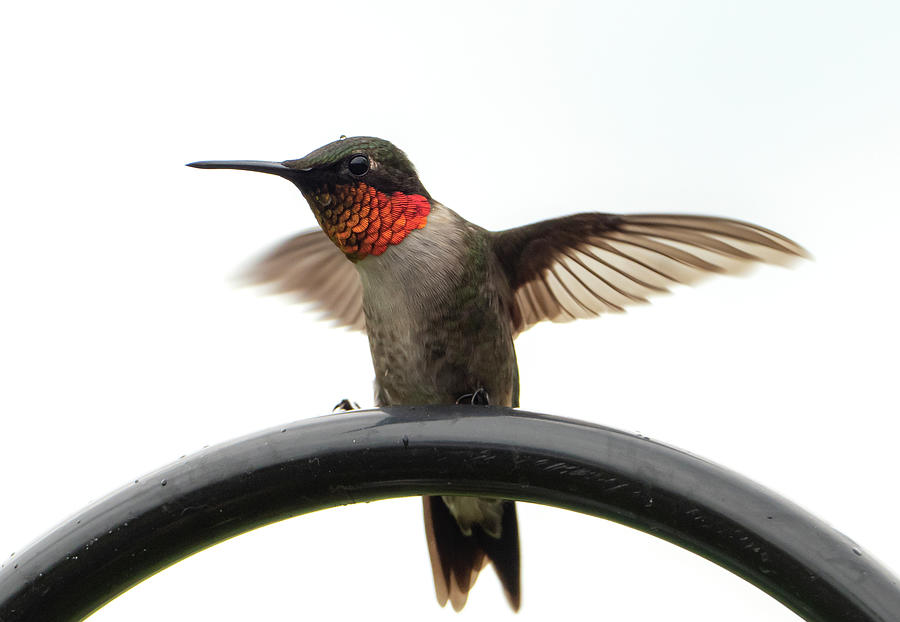 Ruby Throated Hummingbird  #3 Photograph by Sandra Js