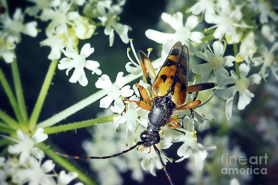 Rutpela Maculata Spotted Longhorn Beetle Insect Photograph By Frank ...