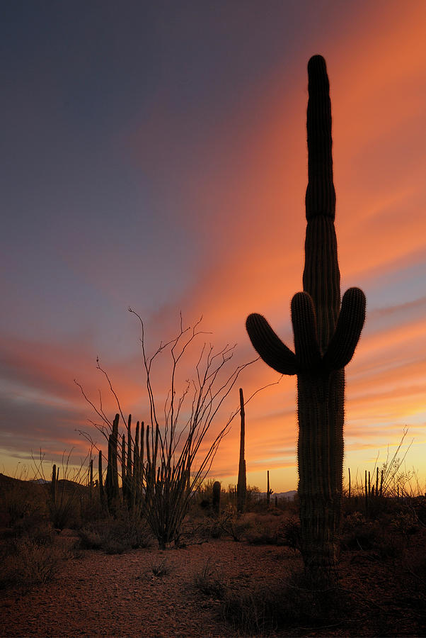 Saguaro Cactus - Carnegiea gigantean - Organ Pipe Cactus National Monument, Arizona, USA #3 Photograph by Kevin Oke