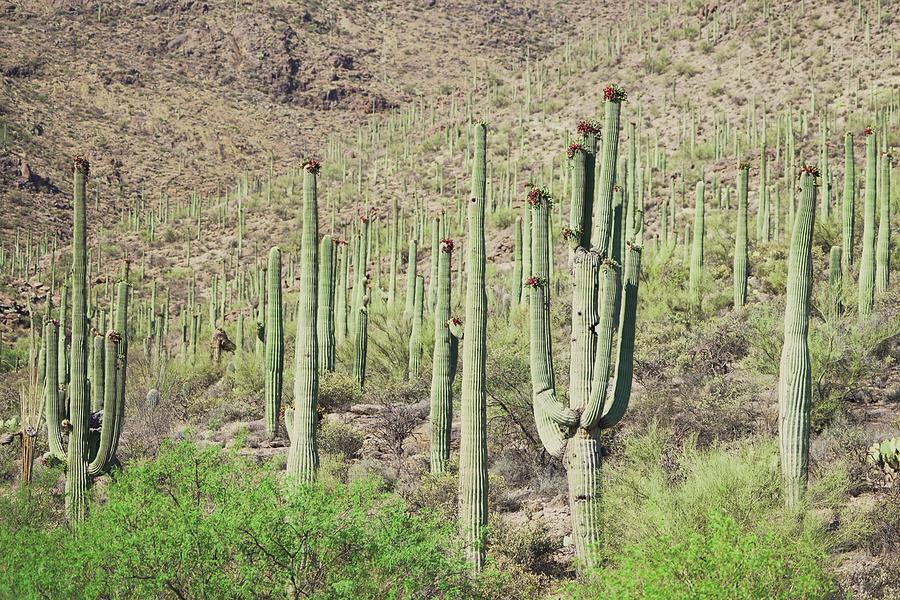 Saguaro Cactus Forest #3 Photograph by Dennis Boyd