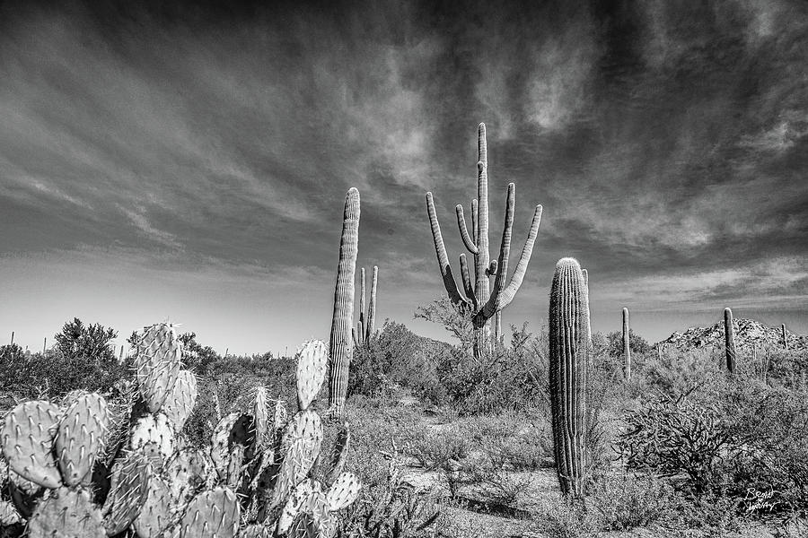 Saguaro National Park Photograph by Gestalt Imagery - Fine Art America