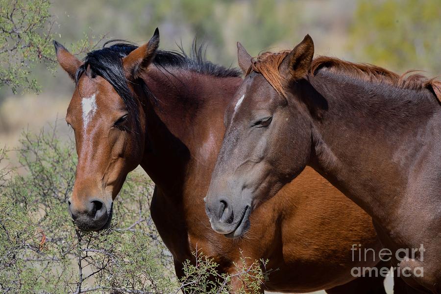 Salt River Wild Horses #3 Digital Art by Tammy Keyes Salt River Wild Horses #3 Digital Art by Tammy Keyes