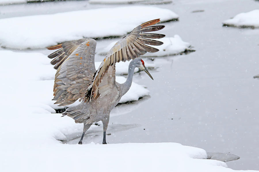 Sandhill Crane in Michigan winter #3 Photograph by Shixing Wen