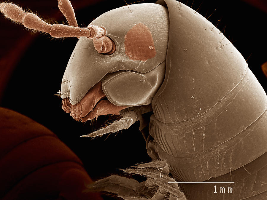 Scanning electron micrograph of a male millipede (Diplopoda) #3 Photograph by Gregory S. Paulson