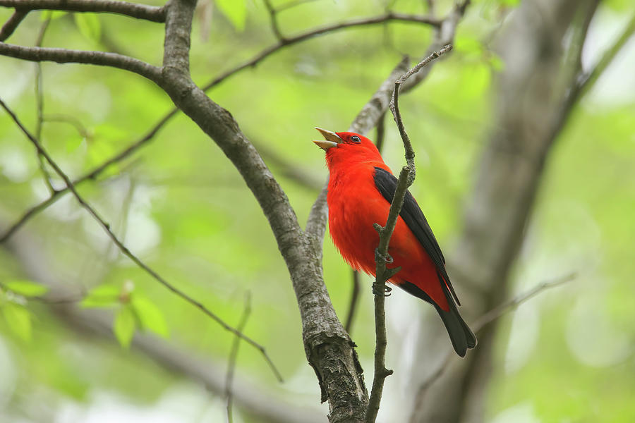 Scarlet Tanager #3 Photograph by Brook Burling