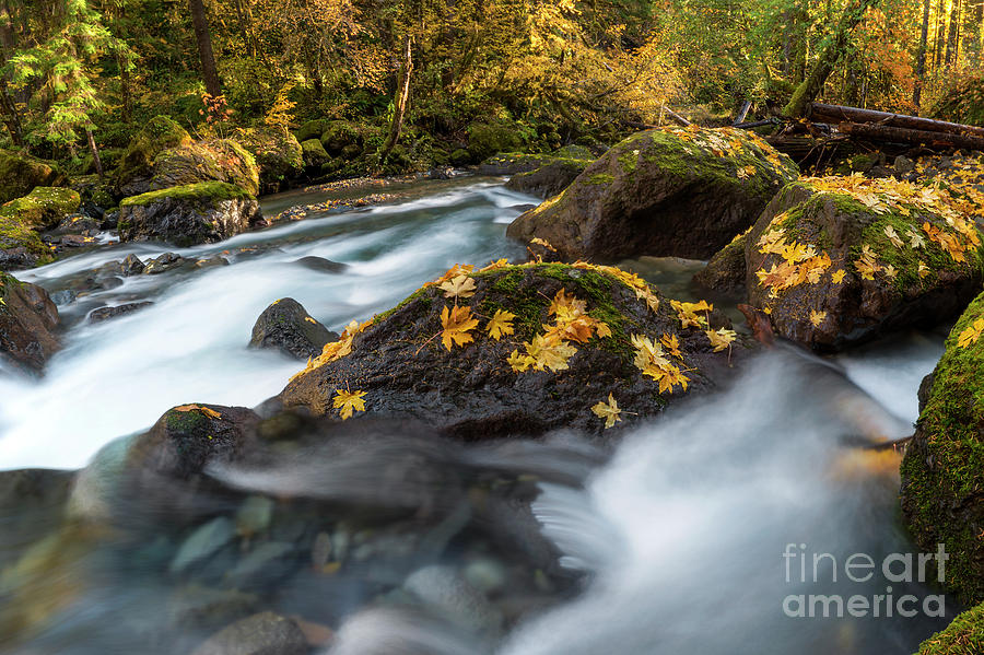 Scattered Gold by Mike Dawson Scattered Gold by Mike Dawson