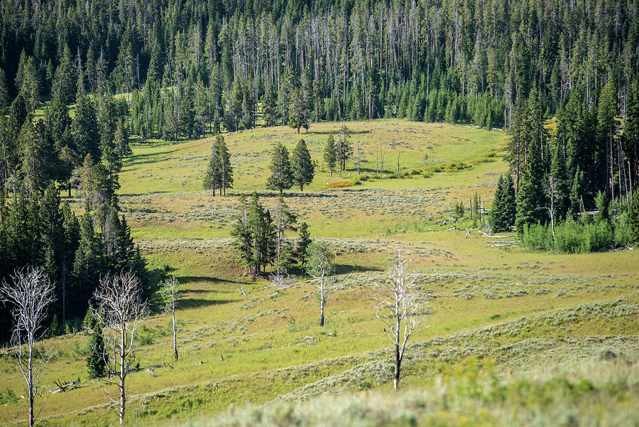 scenery at Mt Washburn trail in Yellowstone National Park, Wyomi #3 Photograph by Alex Grichenko